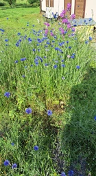 Смесь семян RASENLUX Мавританский Газон® MAURITANIAN LAWN, 1 кг фото от покупателей 1