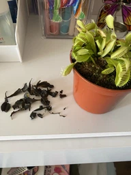 Росток венериной мухоловки. Дионея Floret