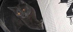 Сумка переноска для кота кошки котят собаки домашних животных до 8 кг каркасная полупрозрачная с ремешком на плечо кошачьи сумки для переноски котов кошек маленьких собак котенка голубая размер L 46х27х27 см. (002164) фото от покупателей 13