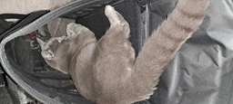 Сумка переноска для кота кошки котят собаки домашних животных до 8 кг каркасная полупрозрачная с ремешком на плечо кошачьи сумки для переноски котов кошек маленьких собак котенка голубая размер L 46х27х27 см. (002164) фото от покупателей 11