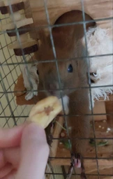 Банановые чипсы 1 кг banana chips (BC-R-1000)