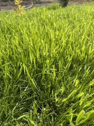 Насіння газонної трави Ліліпут 1 кг GreenHome фото від покупців 2