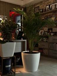 Пальма Dypsis lutescens фото от покупателей 2