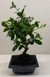 Бонсай Кармона Carmona Microphylla, кераміка Ø12 см, высота 20-35см (RG080)