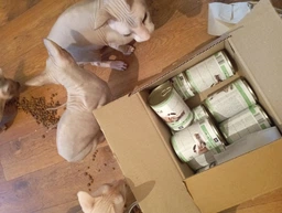 Корм волого EuroCat Venison для котів кусочки в желе з олениною 415 г