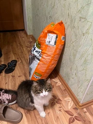 Сухий корм для котів CLUB 4 PAWS Клуб 4 лапи Premium With rabbit із кроликом 2 кг. фото от покупателей 6