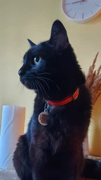 Нашийник для котів, шкіряний WAUCAT Glamour із QR-паспортом, без оздоблень, XXS, ширина 9 мм, довжина 22-30 см, рожевий (32487)