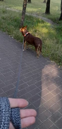 Поводок для собак из восстановленного хлопка WAUDOG Re-cotton светоотражающий, M, Ш 20 мм, Дл 500 см, Серый (401511Collar) фото от покупателей 1