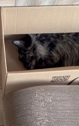 Кігтеточка - лежанка для котів "Leo Pets" L (72х24х25cм) фото від покупців 3