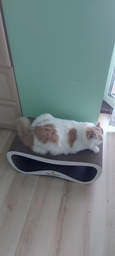 Кігтеточка (дряпка) - лежанка для котів Say Meow Grace Max 67 х 27 х 35 см (8040190105002/4820290060043)