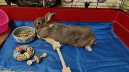Охлаждающий коврик для собак Trixie синий (110 х 70 см) (TX-28687) фото от покупателей 4