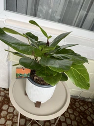 Фикус лирата h 40 cm