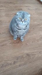 Сухий корм для кішок Royal Canin INDOOR 7 для літніх домашніх кішок старше 7 років 1,5 кг