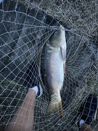 Флюрокарбон Daiwa Prorex FC Leader Super Soft 50 м 0.36 мм 9.3 кг (12995-036) фото от покупателей 1