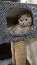 Домик когтеточка для кота дряпка для кошки Мур-Мяу Алиса-2 70 x 70 x 138 см в джутовой веревке Коричнево-Бежевый МТ фото от покупателей 13