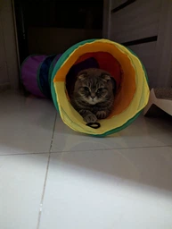 Тунель для котів, іграшка тунель для котів вигнутий з двома додатковими отворами 123 х 25 см фото від покупців 6