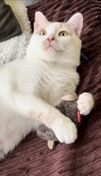 Игрушка для котов Collar GiGwi Refillable Catnip Мышка с кошачьей мятой 10 см Бежево-коричневый (15394)