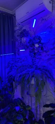 Фітолампа для рослин потрійна 15Вт, настільна світлодіодна LED лампа на 3 гілки для підсвітки розсади, кімнатних і тепличних рослин з таймером, кліпсою-затискачем і USB живленням, синє, червоне, фіолетове світло Чорна F-33