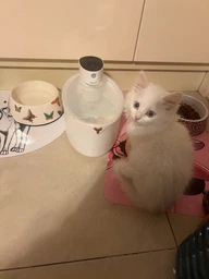 Автоматическая поилка - фонтан для кошек и собак 2,5L, Беспроводная с сенсором движения и интегрированным павербанком Белый KS-800s фото от покупателей 1