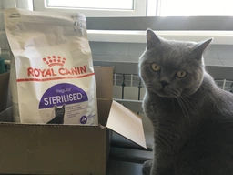 Сухой корм Royal Canin Sterilised 37 - для кастрированных кошек и стерилизованных кошек, 4 кг (2537040) фото от покупателей 11