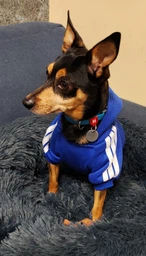 Толстовка для собак з капюшоном Adidog XL Жовтий TM Novynka фото від покупців 1