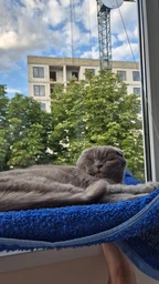 Лежанка для кота оконная VMHouse лежачок гамак для кошки спальное место на присосках розовый (0014-0004) фото от покупателей 10