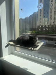 Лежанка для кота оконная VMHouse лежачок гамак для кошки спальное место на присосках розовый (0014-0004) фото от покупателей 7