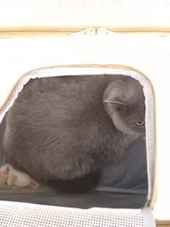 Сумка переноска для кота кошки котенка собаки до 8 кг с сетчатым окошком голубая 46х30х30 см (002298) фото от покупателей 6