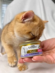 Влажный корм для котят Gourmet Gold, паштет с телятиной, 12 шт. по 85 г