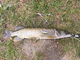 Воблер Yo-Zuri L-Minnow S 44мм 5г M102 фото від покупців 1