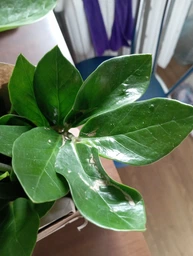 Заміокулькас (Zamioculcas, доларове дерево), 35-40 см висота 4090 фото от покупателей 1