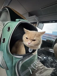 Рюкзак переноска для кота кошки котенка маленьких собак до 8 кг прозрачный зеленый (002279) фото от покупателей 15