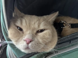 Рюкзак переноска для кота кошки котенка маленьких собак до 8 кг прозрачный зеленый (002279) фото от покупателей 13