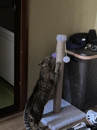 Дряпка для кота Мур-Мяу Стовпчик-2 37х37х72 см для кішок у джутовій мотузці Бежевий фото від покупців 6