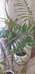 Поліроль (лак) для рослин Perfect Plant 200мл аерозоль фото від покупців 6
