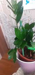Поліроль (лак) для рослин Perfect Plant 200мл аерозоль фото від покупців 3