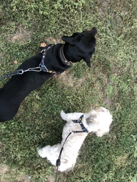 Шлея для собак анатомічна Collar WAUDOG Nylon з QR паспортом, малюнок "NASA", пластиковий фастекс, S, Ш 15 мм, Дов 40-55 см (5019)