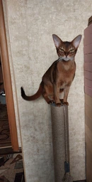Высокая кошачья когтеточка столбик для кошек котика 82см серая фото от покупателей 5