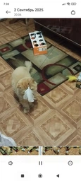 Интерактивная игрушка для кошек на присоске с пером и колокольчиком, дразнилка для кота