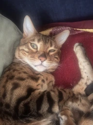 Сухий корм з куркою Brit Care Sterilized Urinary Бріт Каре для стерилізованих котів для здоров'я сечокам'яної системи 2 кг + наповнювач в подарунок (8595602540747) фото от покупателей 1