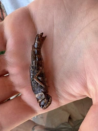 Коники - смажені та гострі пряні снеки комах 30g | Latiao Insects фото від покупців 6