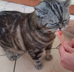 Рідкі ласощі для котів wanpy creamy lickable treats tuna & salmon тунець з лососем 5 стіків