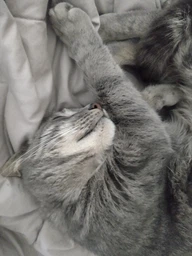 Сухой корм Royal Canin SENSIBLE для взрослых кошек с чувствительным пищеварением 400 г (3182550702263) фото от покупателей 6