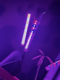 Фитолампа USB для роста растений на 3 лампы, светодиодная LED фито лампа на прищепке светильник для комнатных цветов, рассады, орхидей