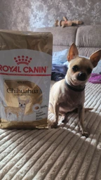 Сухой корм Royal Canin Chihuahua Adult для взрослых собак породы чихуахуа в возрасте от 8 месяцев 3кг фото от покупателей 1
