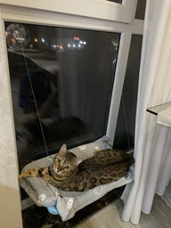 Подвесная лежанка - гамак для кошек Window Mounted Cat Bed фото от покупателей 2