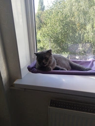 Подвесная лежанка - гамак для кошек Window Mounted Cat Bed