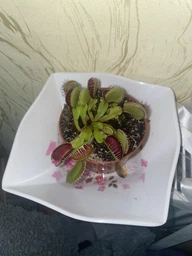 Растение хищник Венерина Мухоловка AlienPlants B52 Dionaea muscipula B52 размер L (SUN0001CP)