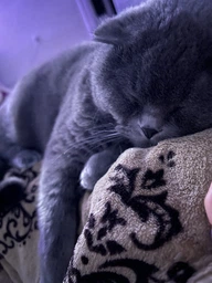 Сухой корм для кошек Royal Canin British Shorthair 400 г (Британская короткошерстная) фото от покупателей 5