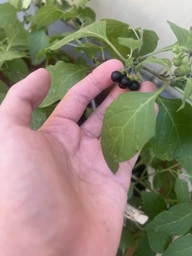 Семена острого перца Carolina Reaper (Каролина Рипер, Каролинский жнец) 2200000, 2025 г.